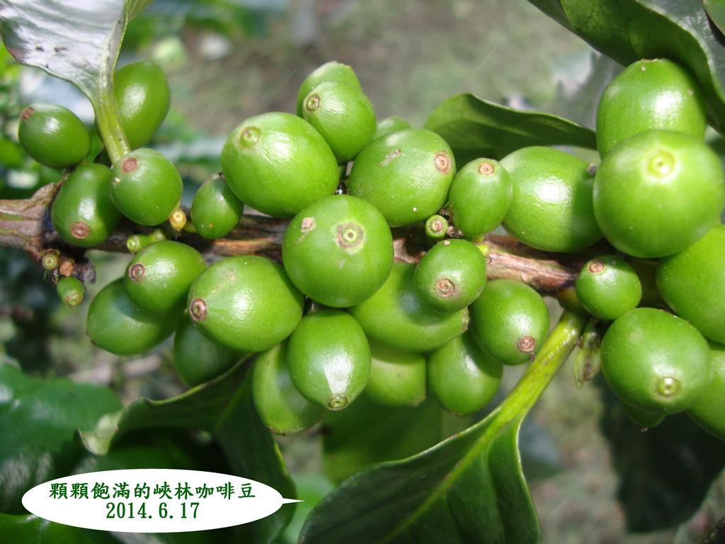 Taroko Sialin Coffee Farm Homestay Xiulin Exterior foto