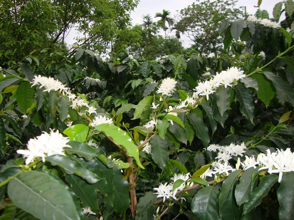 Taroko Sialin Coffee Farm Homestay Xiulin Exterior foto