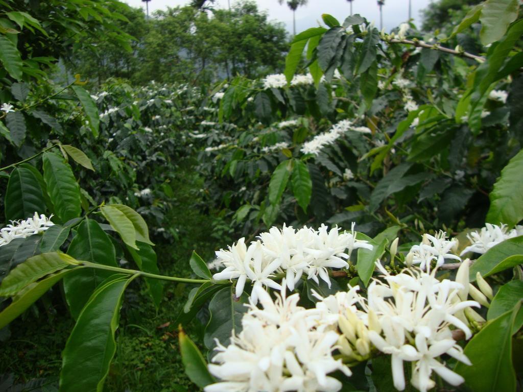 Taroko Sialin Coffee Farm Homestay Xiulin Exterior foto